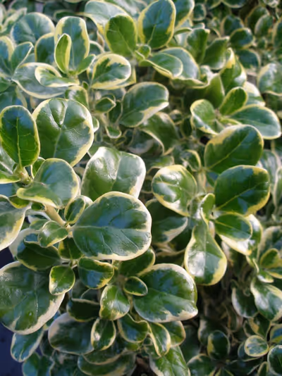 Coprosma repens 'Variegata'