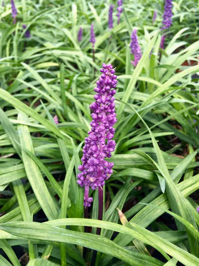 Liriope muscari 'Royal Purple'