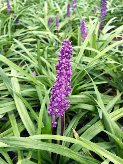 Liriope muscari 'Royal Purple'