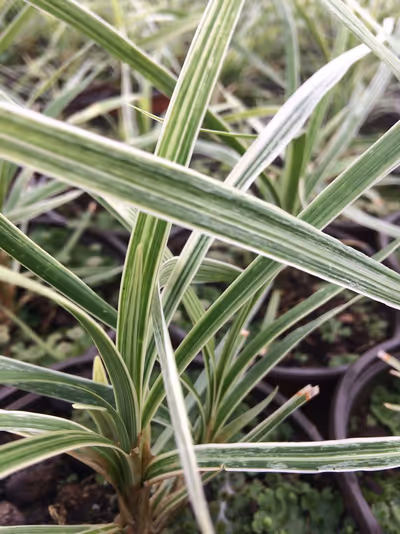 Ophiopogon jaburan