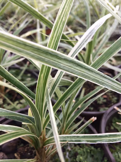 Ophiopogon jaburan