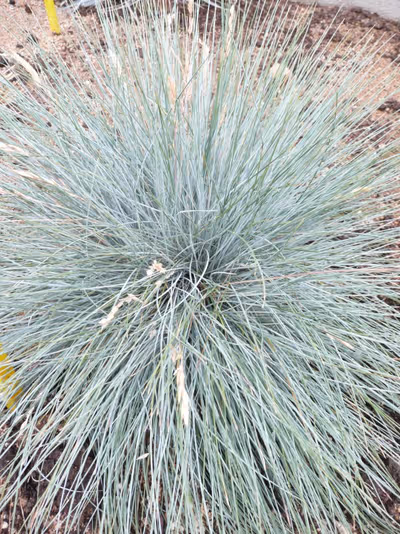 Festuca glauca