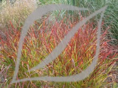 Panicum virgatum 'Rehbraun'