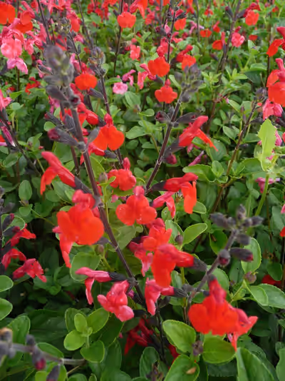 Salvia 'Royal Bumble'