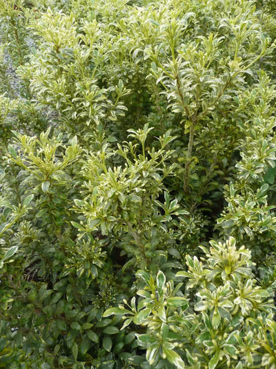 Pittosporum heterophyllum