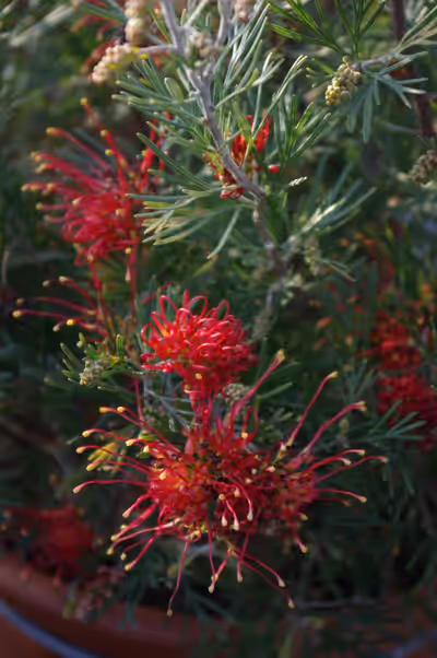 Grevillea 'Wimpara Gem'