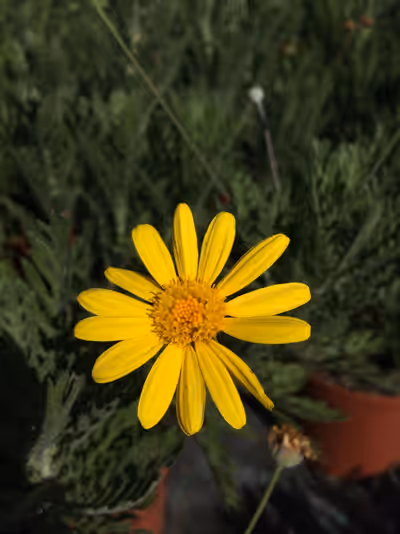 Euryops pectinatus