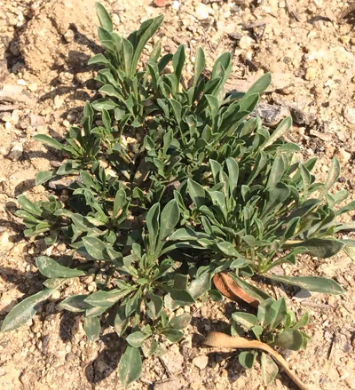 Globularia cordifolia