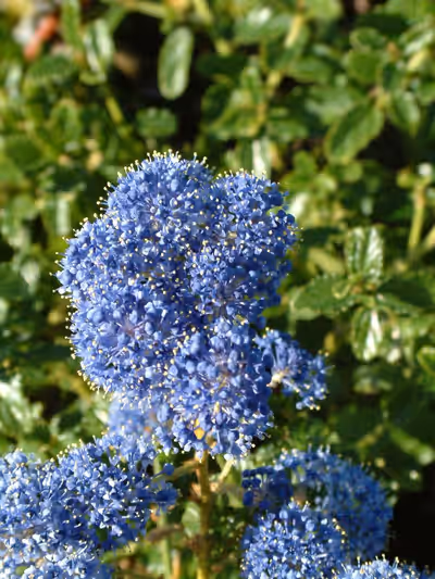 Ceanothus thyrsiflorus var. repens
