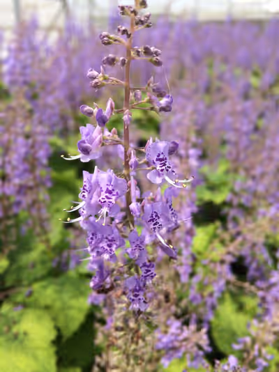 Plectranthus zuluensis