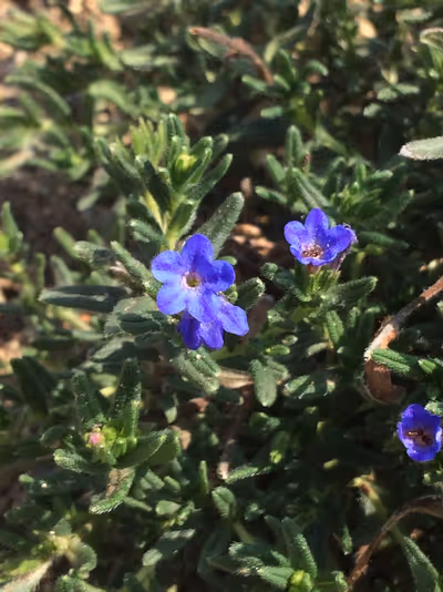 Lithodora diffusa