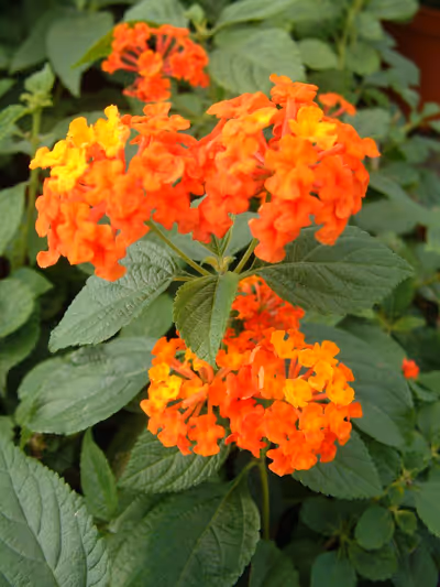 Lantana camara 'Bandana Orange'