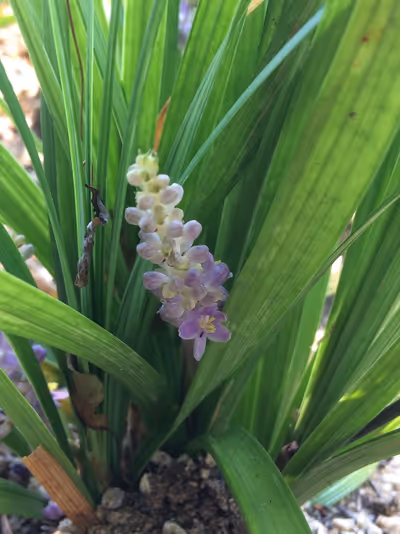 Liriope muscari 'Big Blue'