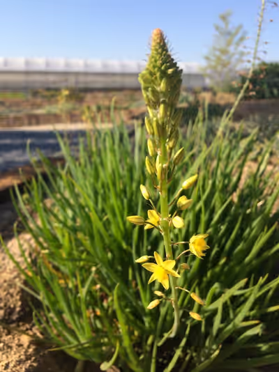 Bulbine frutescens