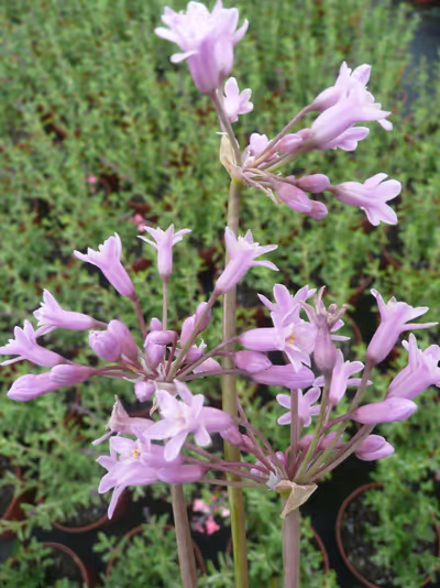 Tulbaghia simmleri 'Pink'