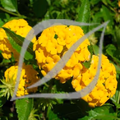 Lantana montevidensis 'Yellow'