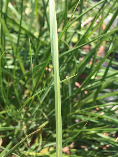 Pennisetum alopecuroides 'Gelbstiel'