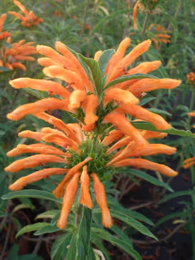 Leonotis leonurus