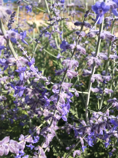 Perovskia 'Blue Spire'