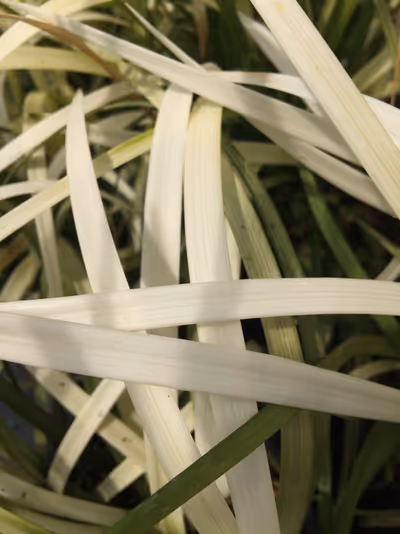 Liriope muscari 'Pure Blonde' ®