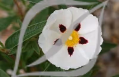 Cistus x verguinii