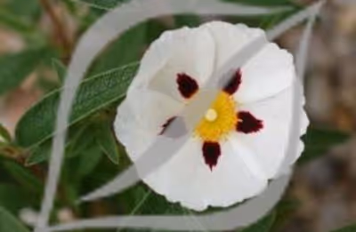 Cistus x verguinii