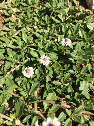 Phyla (Lippia) nodiflora
