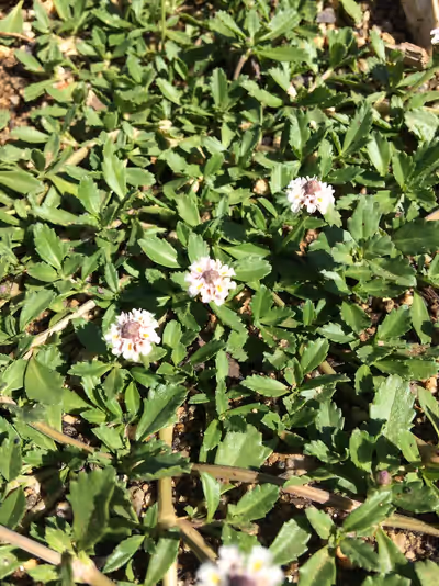 Phyla (Lippia) nodiflora