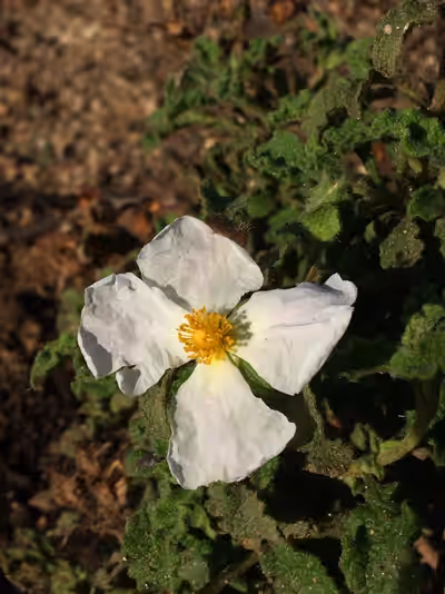 Cistus creticus 'Albus'