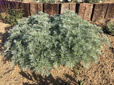 Artemisia 'Powis Castle'