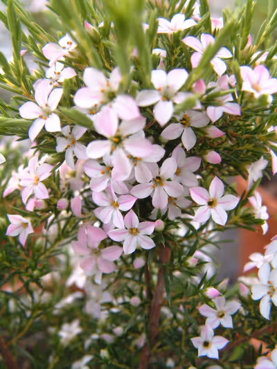 Diosma hirsuta 'Pink Fountain'