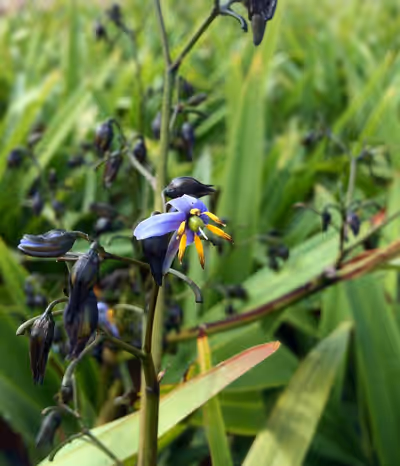 Dianella tasmanica 'Tasred' ®