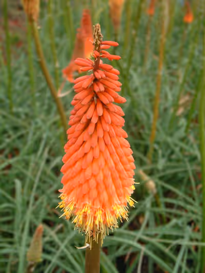 Kniphofia 'Alcazar'