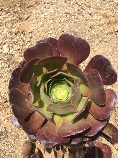 Aeonium 'Velour'
