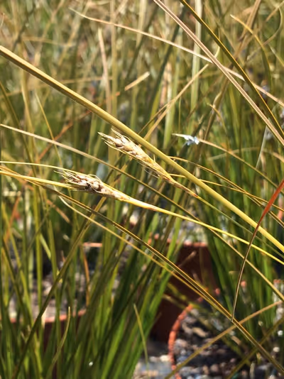 Carex testacea