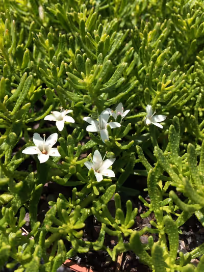 Myoporum parvifolium