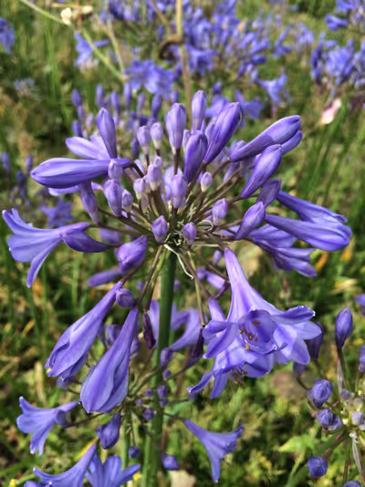 Agapanthus 'Streamline'