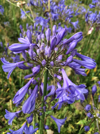 Agapanthus 'Streamline'