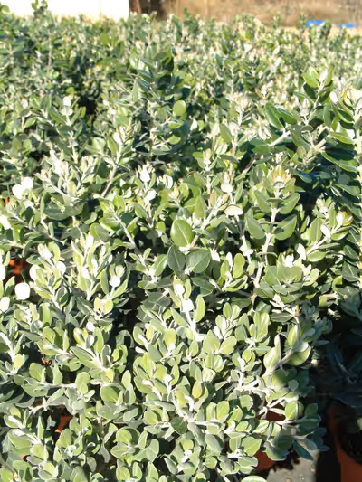 Metrosideros excelsa