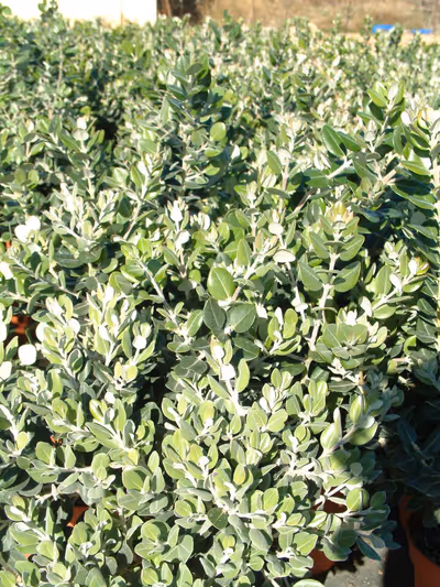 Metrosideros excelsa