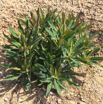 Euphorbia x martinii