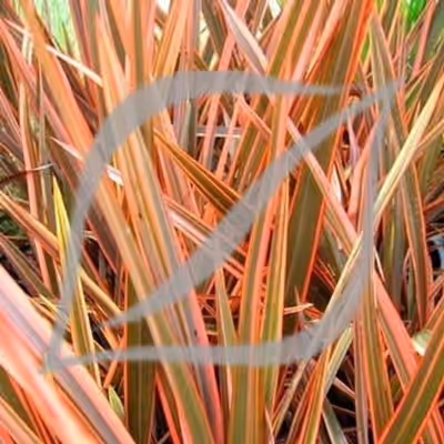 Phormium 'Flamin'