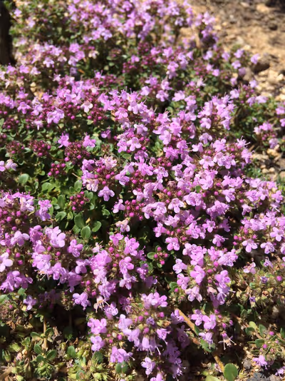 Thymus serpyllum