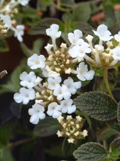 Lantana montevidensis 'Alba'