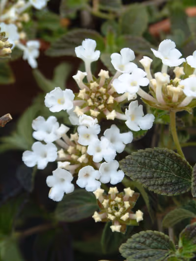 Lantana montevidensis 'Alba'
