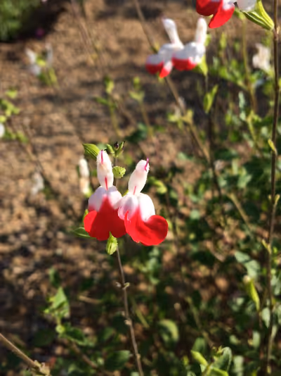 Salvia x jamensis 'Hot Lips'