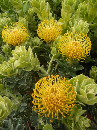 Leucospermum 'High Gold'