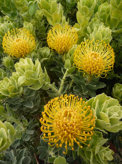 Leucospermum 'High Gold'