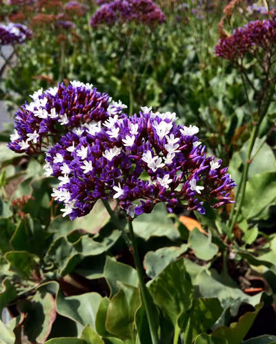 Limonium perezii