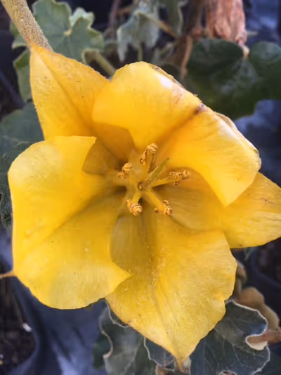 Fremontodendron 'California Glory'